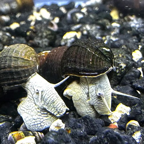 Tylomelania towutensis blue